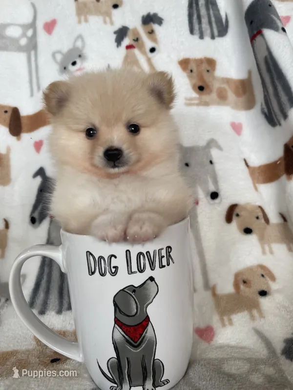 Teddy – Pomeranian puppy for sale in Fort Myers, FL