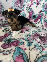 Gigi, a female Yorkshire Terrier for sale in Fort Myers, FL – 3 of 10