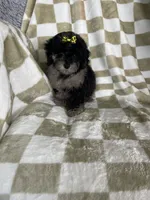 Mocha , a female Poodle - Toy  for sale in Fort Myers, FL – 5 of 7