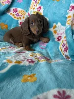 Twixie, a female Miniature Dachshund for sale in Fort Myers, FL – 5 of 10