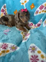 Cookie, a female Miniature Dachshund for sale in Fort Myers, FL – 5 of 9