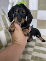 Dotty , a female Miniature Dachshund for sale in Fort Myers, FL – 3 of 7