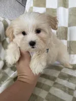 Ollie, a male Maltipoo for sale in Fort Myers, FL – 5 of 6