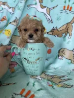 Teacup Chloe , a female Poodle - Toy  for sale in Fort Myers, FL – Photo 3 of 7