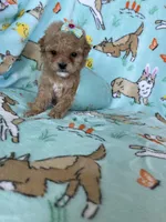 Teacup Chloe , a female Poodle - Toy  for sale in Fort Myers, FL – Photo 6 of 7