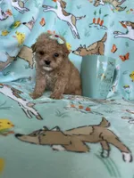 Teacup Chloe , a female Poodle - Toy  for sale in Fort Myers, FL – Photo 5 of 7