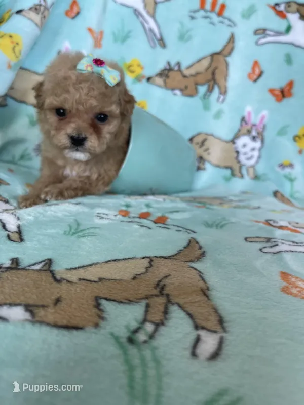 Teacup Chloe  – Poodle - Toy  puppy for sale in Fort Myers, FL