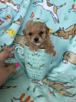 Teacup Chloe , a female Poodle - Toy  for sale in Fort Myers, FL – Photo 4 of 7