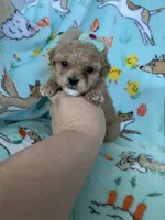 Teacup Chloe , a female Poodle - Toy  for sale in Fort Myers, FL – Photo 7 of 7