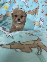 Teacup Chloe , a female Poodle - Toy  for sale in Fort Myers, FL – Photo 2 of 7