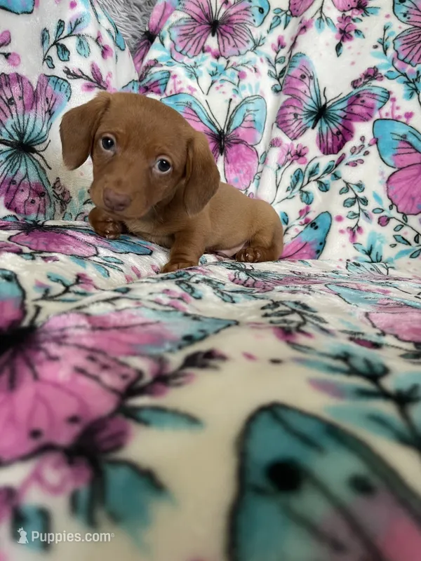 Noodle  – Miniature Dachshund puppy for sale in Fort Myers, FL