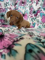 Noodle , a male Miniature Dachshund for sale in Fort Myers, FL – 3 of 7