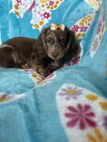 Maple, a female Miniature Dachshund for sale in Fort Myers, FL – 5 of 6