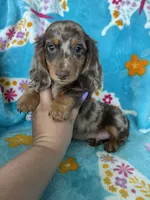 Muffin, a male Miniature Dachshund for sale in Fort Myers, FL – 9 of 9