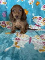 Toffee, a male Miniature Dachshund for sale in Fort Myers, FL – 4 of 7