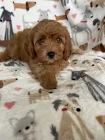 Rusty , a male Cavapoo for sale in Fort Myers, FL – 7 of 7