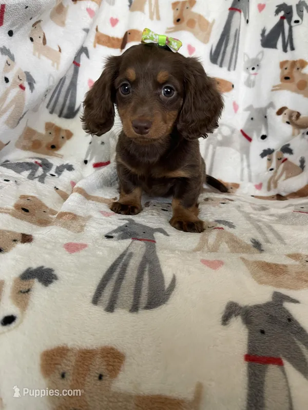 Twixie  – Miniature Dachshund puppy on hold in Fort Myers, FL
