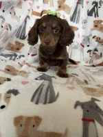 Twixie , a female Miniature Dachshund for sale in Fort Myers, FL – 1 of 8