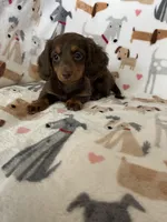 Twixie , a female Miniature Dachshund for sale in Fort Myers, FL – 8 of 8