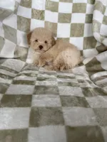 Toby, a male Poodle - Toy  for sale in Fort Myers, FL – 2 of 7