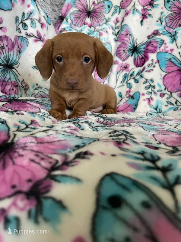 Noodle  – Miniature Dachshund puppy for sale in Fort Myers, FL