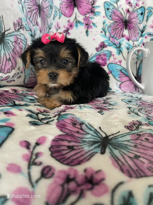 Lulu  – Yorkshire Terrier puppy for sale in Fort Myers, FL