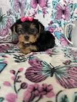 Lulu , a female Yorkshire Terrier for sale in Fort Myers, FL – 1 of 10