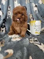 Chili, a male Cavapoo for sale in Fort Myers, FL – 6 of 8