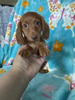 Rigatoni, a male Miniature Dachshund for sale in Fort Myers, FL – 5 of 6