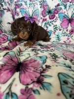 Twixie, a female Miniature Dachshund for sale in Fort Myers, FL – 2 of 6