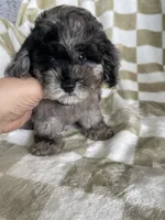 Biscuit , a male Poodle - Toy  for sale in Fort Myers, FL – 3 of 7