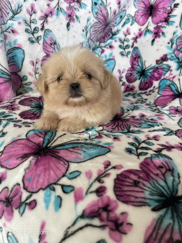 Huey – Shih Tzu puppy for sale in Fort Myers, FL