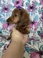 Sadie, a female Miniature Dachshund for sale in Fort Myers, FL – 5 of 8