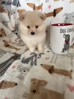 Teddy, a male Pomeranian for sale in Fort Myers, FL – 5 of 7