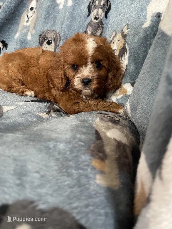 Paprika – Cavapoo puppy for sale in Fort Myers, FL