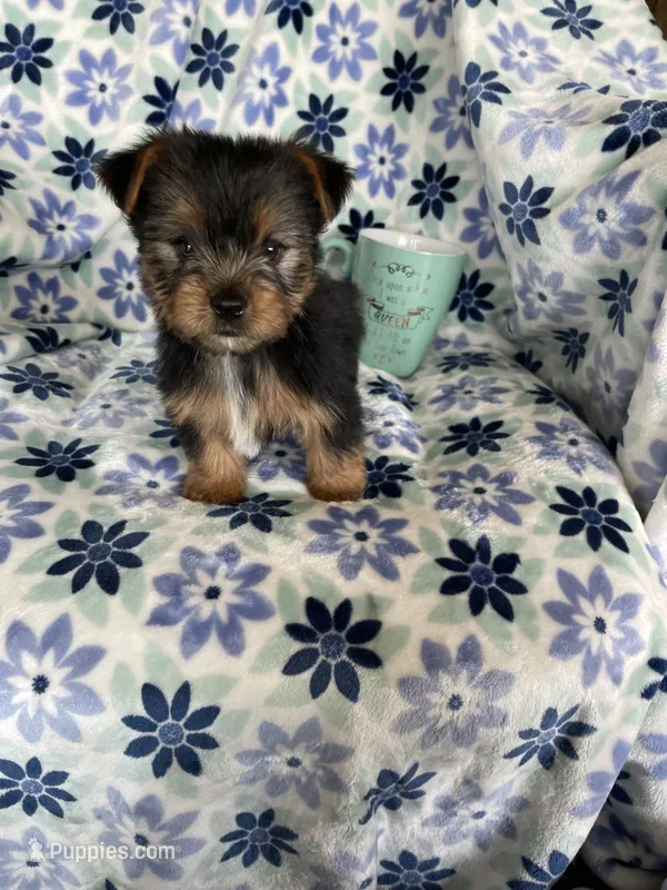 Bean  – Yorkshire Terrier puppy for sale in Fort Myers, FL