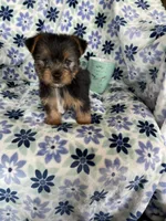 Bean , a male Yorkshire Terrier for sale in Fort Myers, FL – 1 of 6