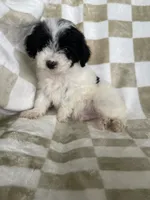Snoopy, a male Poodle - Toy  for sale in Fort Myers, FL – 4 of 6
