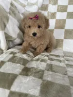 Maple , a female Poodle - Toy  for sale in Fort Myers, FL – 7 of 7