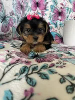 Lulu , a female Yorkshire Terrier for sale in Fort Myers, FL – 6 of 10