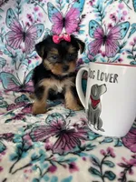 Lulu , a female Yorkshire Terrier for sale in Fort Myers, FL – 2 of 10