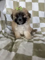 Daisy , a female Maltipoo for sale in Fort Myers, FL – 4 of 6