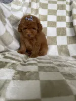 Ginger , a female Poodle - Toy  for sale in Fort Myers, FL – 6 of 6