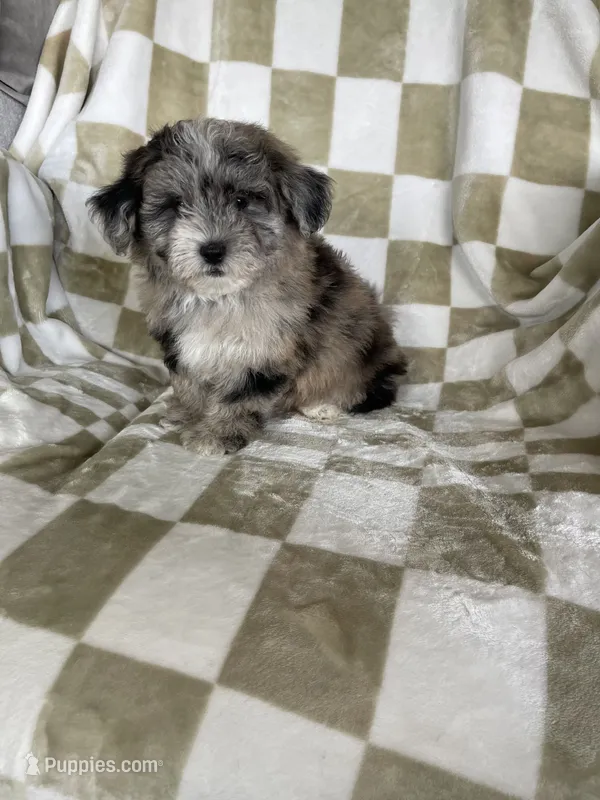 Cosmo – Maltipoo puppy for sale in Fort Myers, FL