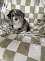 Cosmo, a male Maltipoo for sale in Fort Myers, FL – 5 of 5