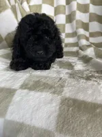 Shadow, a male Poodle - Toy  for sale in Fort Myers, FL – 3 of 6