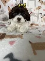 Brownie , a female Cavapoo for sale in Fort Myers, FL – 2 of 6