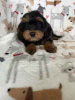 Toffee, a male Cavapoo for sale in Fort Myers, FL – 3 of 6