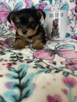 Chewy , a male Yorkshire Terrier for sale in Fort Myers, FL – 7 of 9