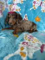 Cookie, a female Miniature Dachshund for sale in Fort Myers, FL – 6 of 9